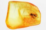 Detailed Fossil Fungus Gnat (Mycetophilidae) In Baltic Amber #357880-1